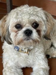 Found/Stray Male Dog last seen Behind Walmart  Trenton and South Mcoll, McAllen, TX 78504