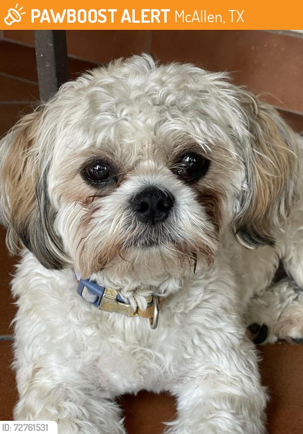 Found/Stray Male Dog last seen Behind Walmart  Trenton and South Mcoll, McAllen, TX 78504