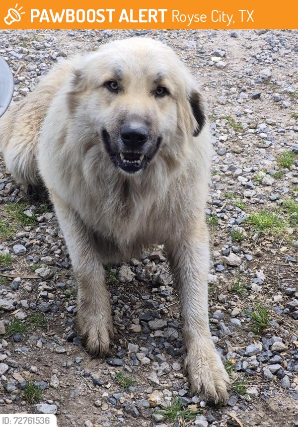 Found/Stray Male Dog last seen Near CR 2520 , Royse City, TX 75189