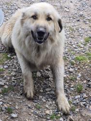 Found/Stray Male Dog last seen Near CR 2520 , Royse City, TX 75189