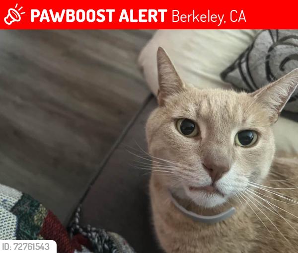 Lost Male Cat last seen hearst and california, Berkeley, CA 94703
