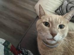 Lost Male Cat last seen hearst and california, Berkeley, CA 94703