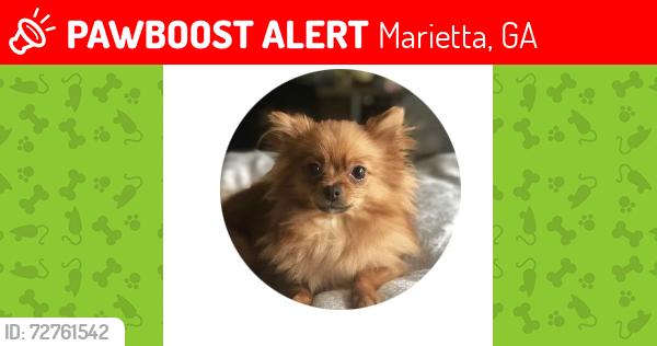 Lost Female Dog last seen Marietta Square, Marietta, GA 30060