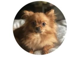 Lost Female Dog last seen Marietta Square, Marietta, GA 30060