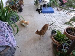 Found/Stray Male Cat last seen Victoria Park Rs, Fort Lauderdale, FL 33304
