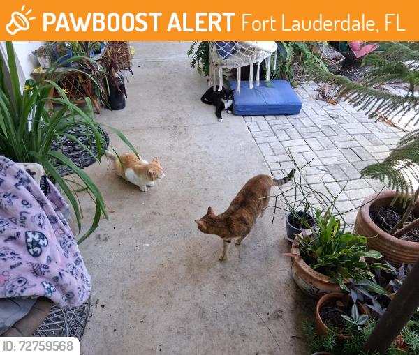 Found/Stray Male Cat last seen Victoria Park Rs, Fort Lauderdale, FL 33304