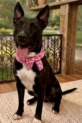 Shelter Stray Female Dog last seen Near BLOCK W DIXIE HWY, Doral, FL 33122