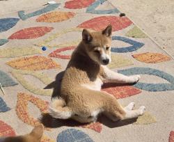 Reunited Female Dog last seen 227th and Solano Dr, Buckeye, AZ 85326