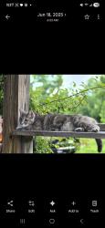 Lost Female Cat last seen US 127, signal mountain, very close to entrance of National Forest Trail, Signal Mountain, TN 37377