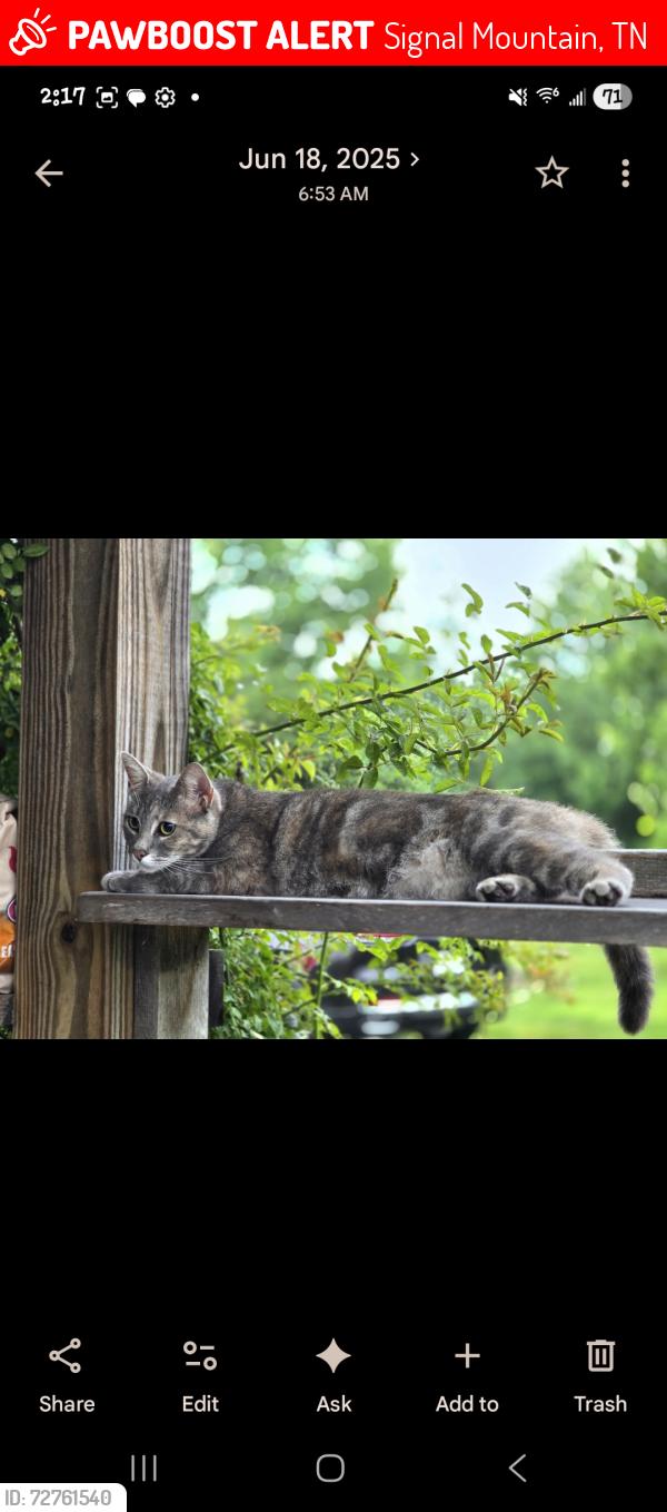 Lost Female Cat last seen US 127, signal mountain, very close to entrance of National Forest Trail, Signal Mountain, TN 37377