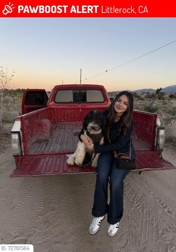 Lost Male Dog last seen E Avenue R-4, Littlerock, CA 93543