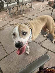 Found/Stray Female Dog last seen 16th and Jay, Lakewood, CO 80214