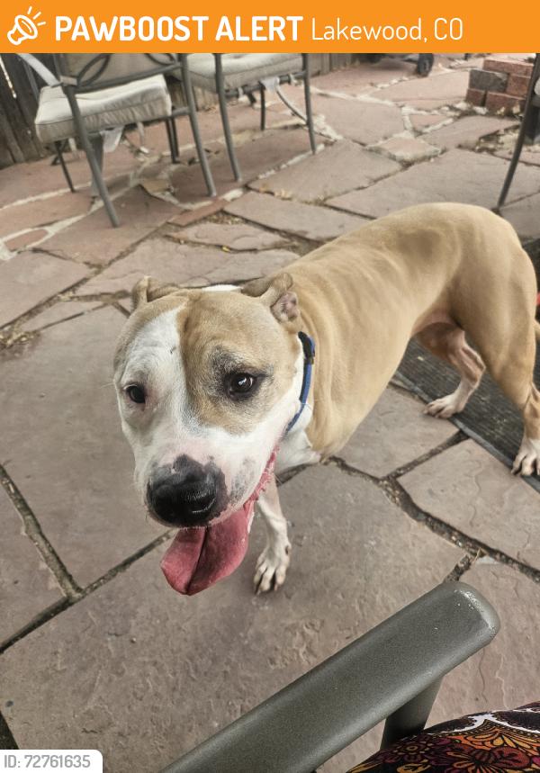 Found/Stray Female Dog last seen 16th and Jay, Lakewood, CO 80214
