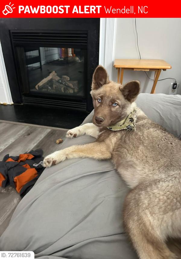 Lost Female Dog last seen Wendell Road, Wendell, NC 27591
