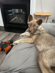 Lost Female Dog last seen Wendell Road, Wendell, NC 27591