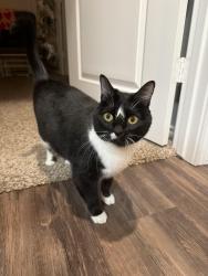 Lost Female Cat last seen Sierra Sunset apmts far Southside , Abilene, TX 79606