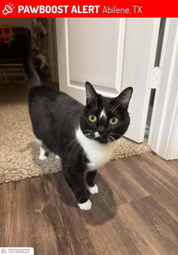 Lost Female Cat last seen Sierra Sunset apmts far Southside , Abilene, TX 79606