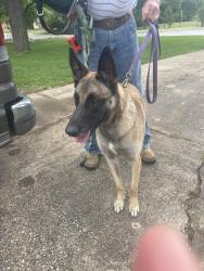 Found/Stray Female Dog last seen Hanover/Croydon , Denton, TX 76209