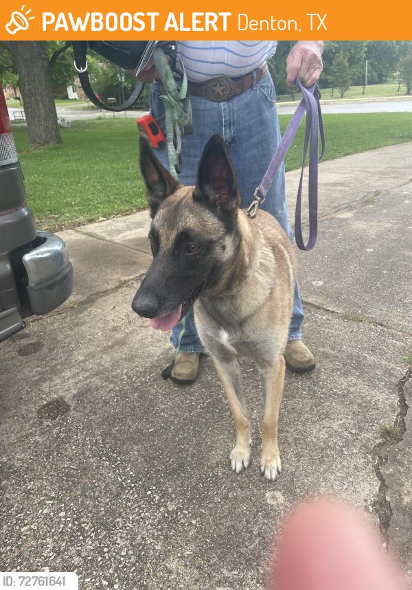 Found/Stray Female Dog last seen Hanover/Croydon , Denton, TX 76209