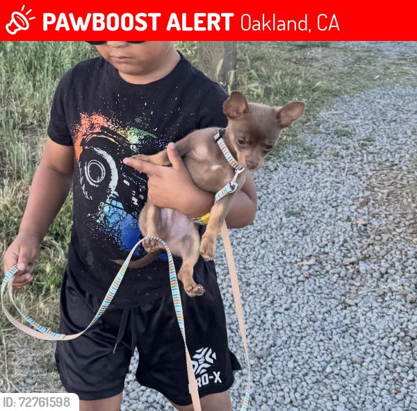Lost Male Dog last seen 66th Ave Overlook, Oakland, CA 94612