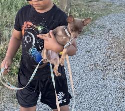 Lost Male Dog last seen 66th Ave Overlook, Oakland, CA 94612