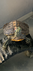 Lost Male Reptile last seen Steven’s , Bellflower, CA 90706