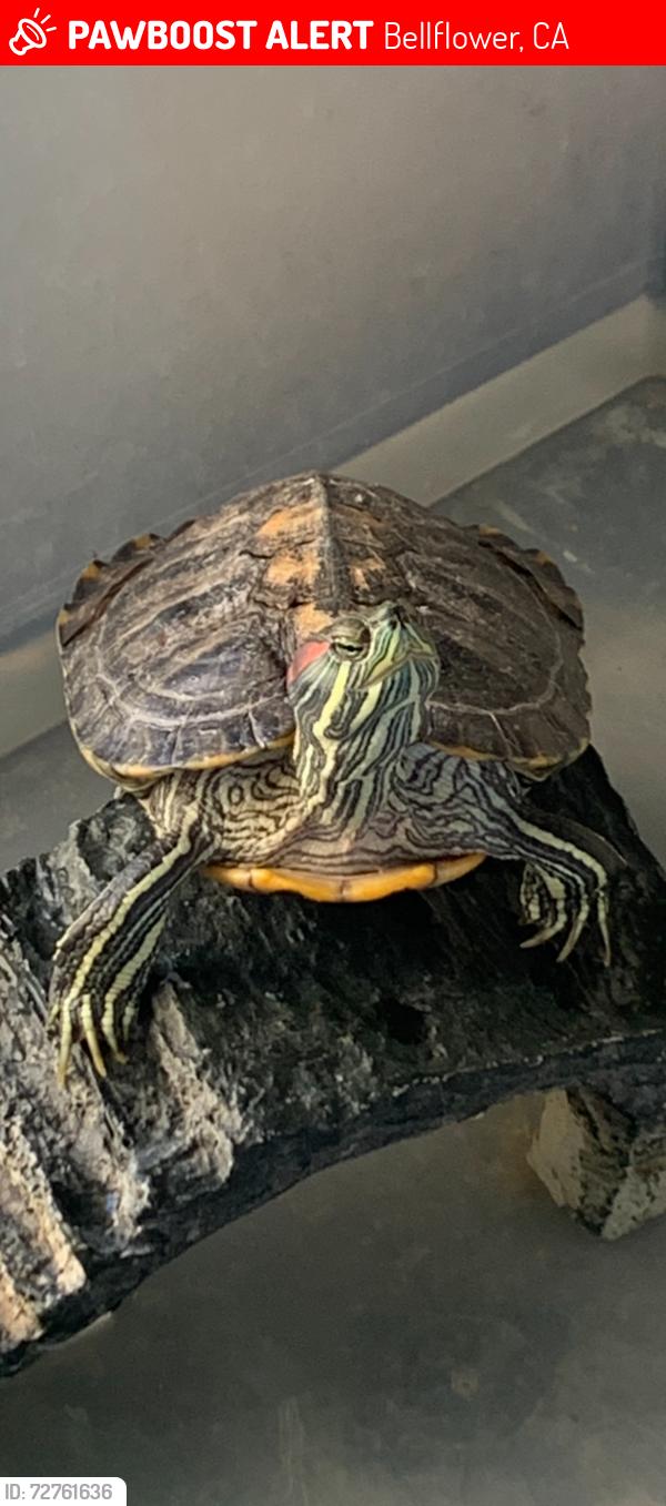Lost Male Reptile last seen Steven’s , Bellflower, CA 90706