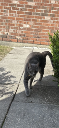 Found/Stray Female Cat last seen Quail , Baton Rouge, LA 70808