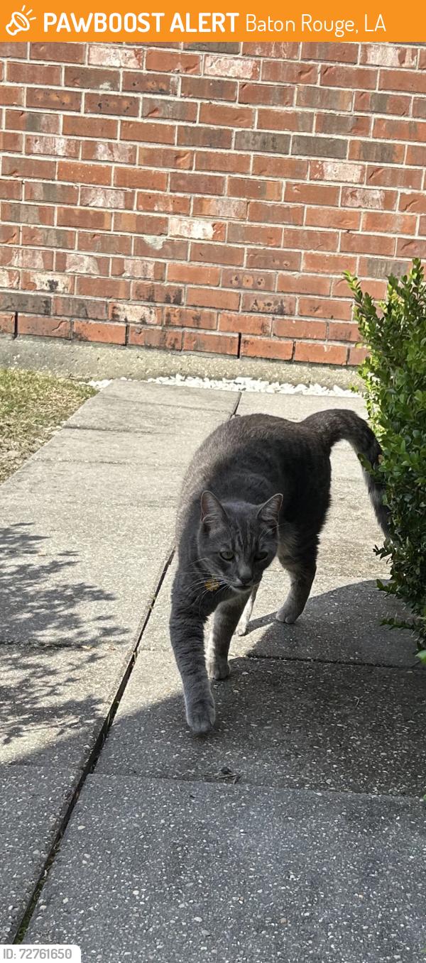 Found/Stray Female Cat last seen Quail , Baton Rouge, LA 70808