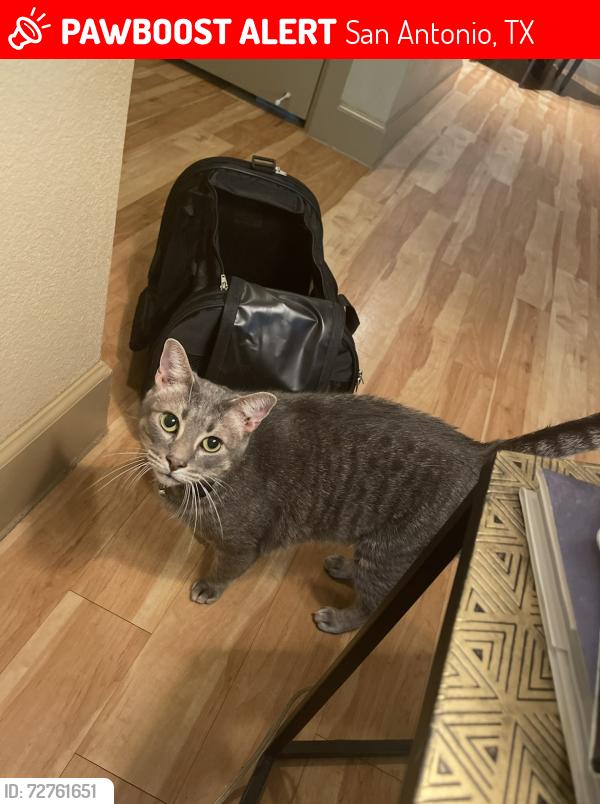 Lost Male Cat last seen UTSA Blvd. and Vance Jackson Rd. in the Nova apmts complex by the leasing office, San Antonio, TX 78249
