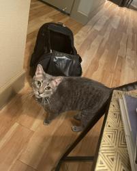 Lost Male Cat last seen UTSA Blvd. and Vance Jackson Rd. in the Nova apmts complex by the leasing office, San Antonio, TX 78249