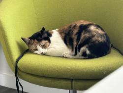 Lost Female Cat last seen Oak meadow ln, Raleigh, NC 27612