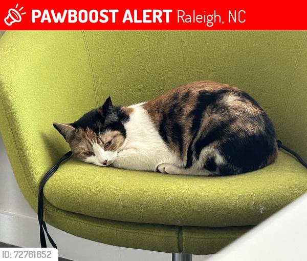 Lost Female Cat last seen Oak meadow ln, Raleigh, NC 27612