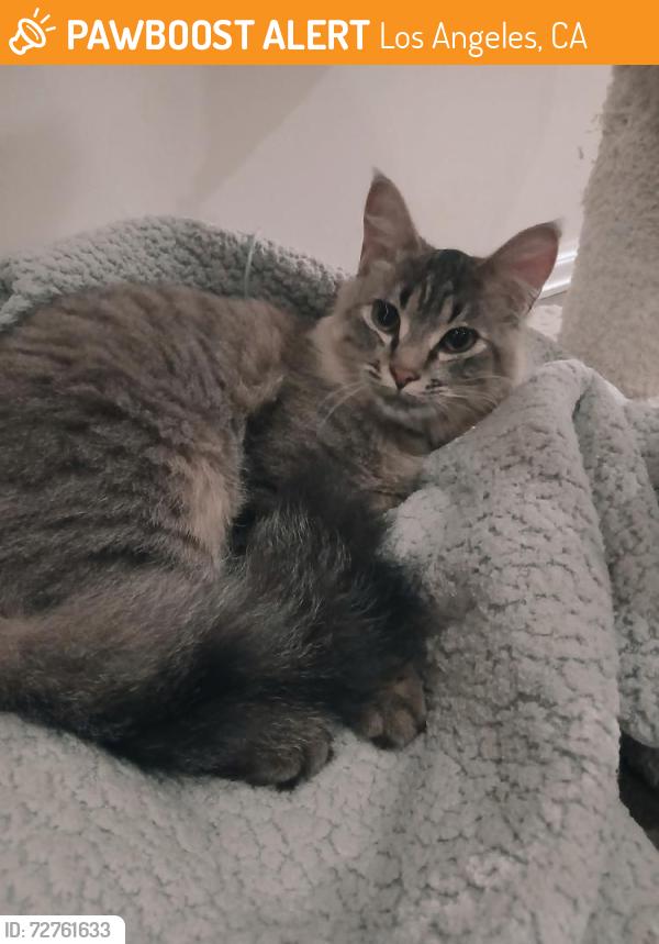 Found/Stray Female Cat last seen Melody Acres near Corbin/Topham/Melvin Ave, Los Angeles, CA 91356