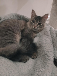 Found/Stray Female Cat last seen Melody Acres near Corbin/Topham/Melvin Ave, Los Angeles, CA 91356