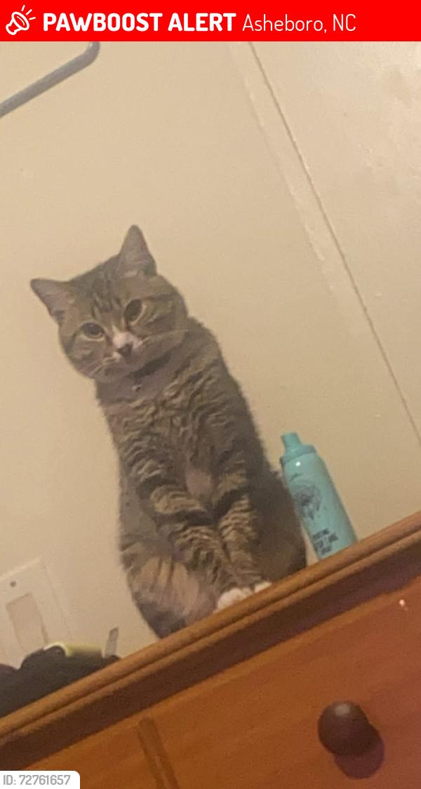 Lost Male Cat last seen Sheetz parking lot, Asheboro, NC 27203