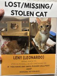 Lost Male Cat last seen NW Birdsdale, SW Highland/SE 182nd, Springwater Corridor , Gresham, OR 97030