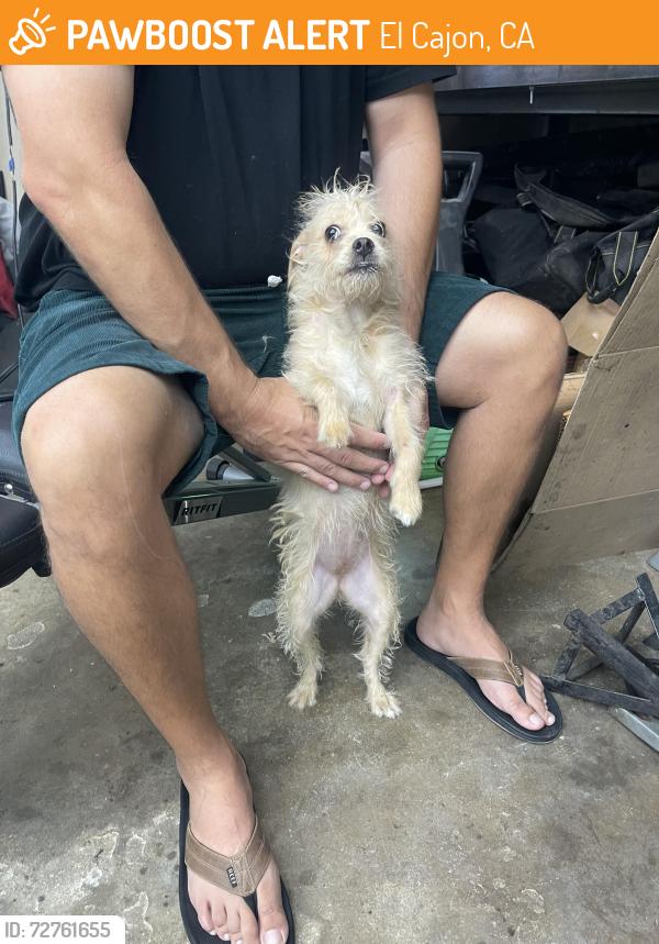 Found/Stray Female Dog last seen La Cresta rd , El Cajon, CA 92021