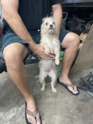 Found/Stray Female Dog last seen La Cresta rd , El Cajon, CA 92021