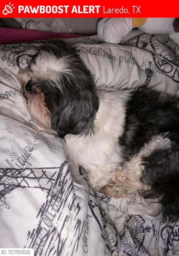 Lost Male Dog last seen Flathead cicle & fawn dr , Laredo, TX 78045
