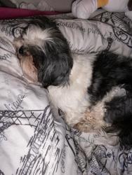 Lost Male Dog last seen Flathead cicle & fawn dr , Laredo, TX 78045