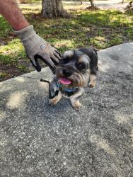 Found/Stray Male Dog last seen Near S Lake Orlando Pkwy , Orlando, FL 32808
