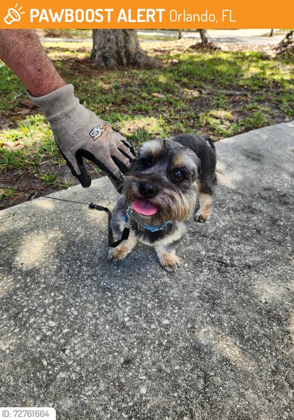 Found/Stray Male Dog last seen Near S Lake Orlando Pkwy , Orlando, FL 32808