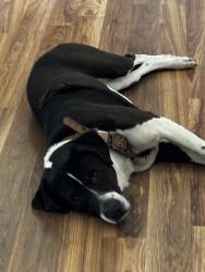 Lost Male Dog last seen Smith rd ., Hope Mills, NC 28348