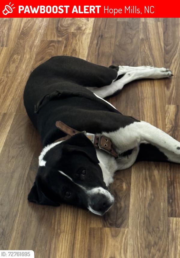 Lost Male Dog last seen Smith rd ., Hope Mills, NC 28348