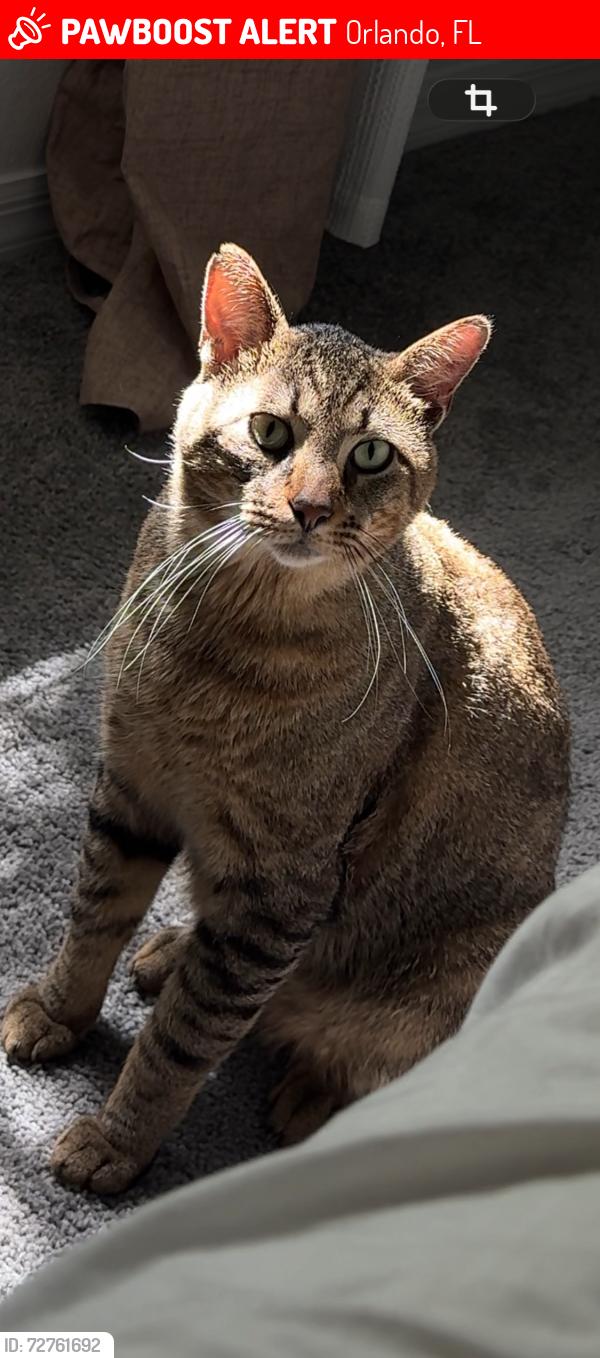 Lost Male Cat last seen Orlando meadow wood town center, Orlando, FL 32824