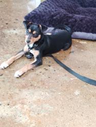 Lost Male Dog last seen Jefferson park , Los Angeles, CA 90007