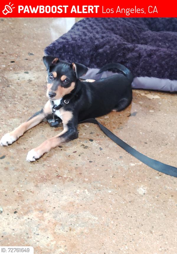 Lost Male Dog last seen Jefferson park , Los Angeles, CA 90007