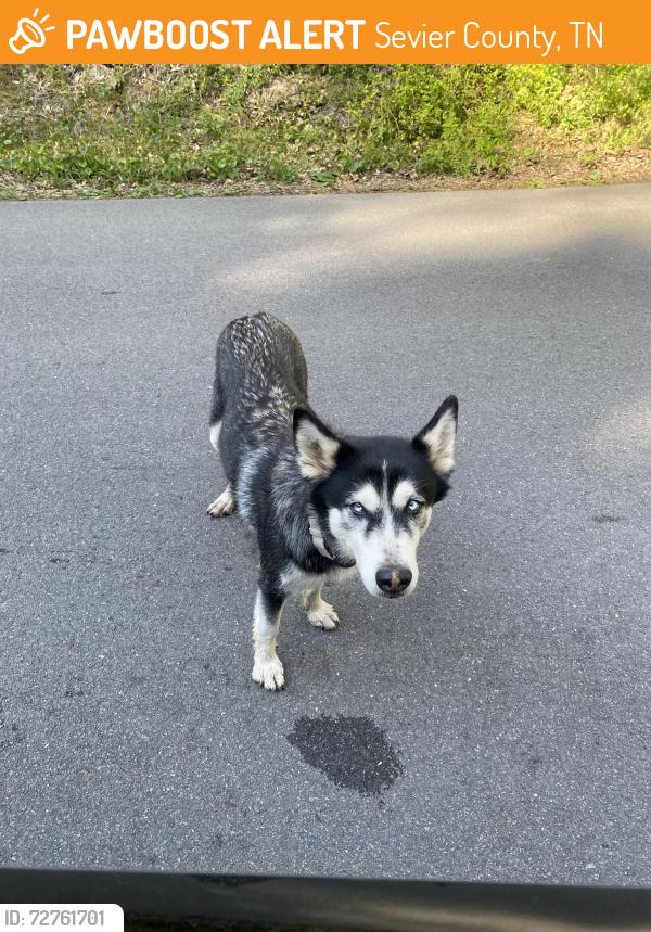 Found/Stray Unknown Dog last seen found dog, collar, but no tag, super skiddish found on gnatty branch ra, between crabapple way and mountain spring way, Sevier County, TN 37876