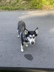 Found/Stray Unknown Dog last seen found dog, collar, but no tag, super skiddish found on gnatty branch ra, between crabapple way and mountain spring way, Sevier County, TN 37876
